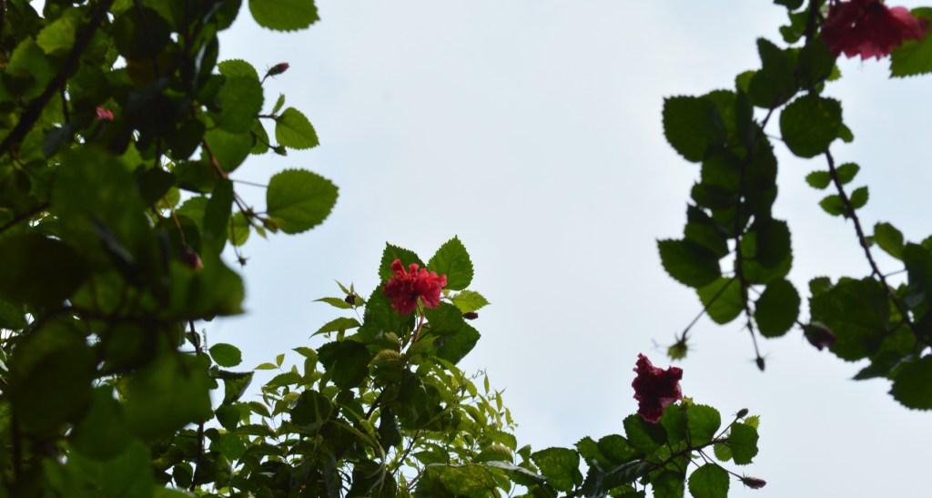 Hibiscus flower Dye and Lake&nbsp;Pigment